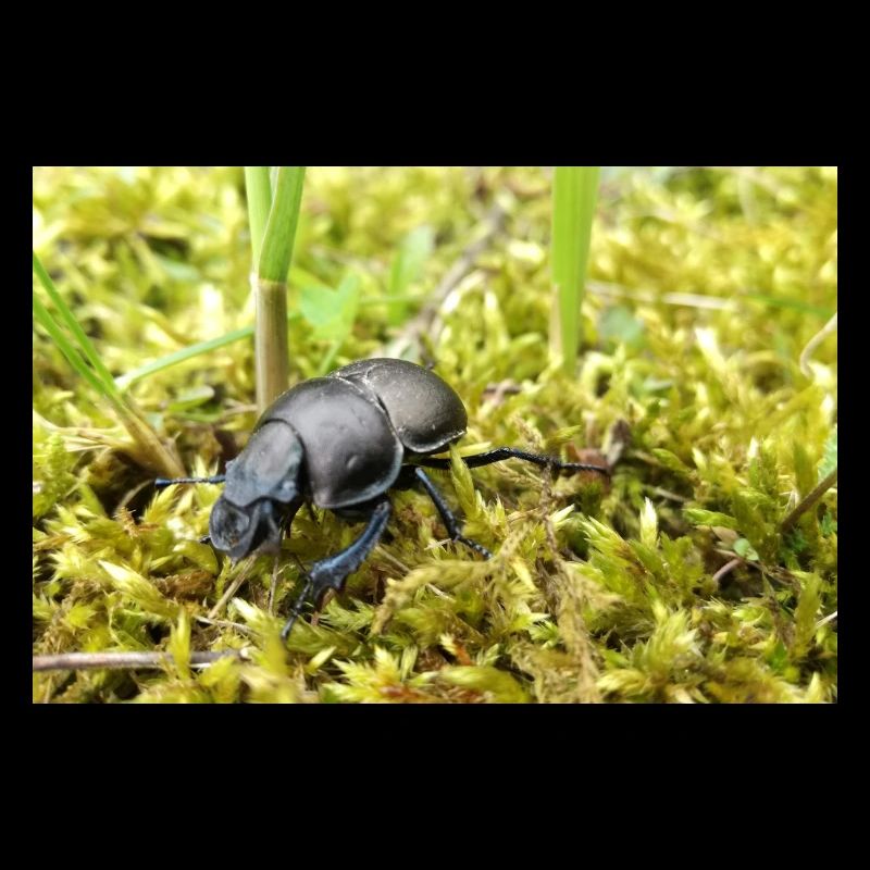 Dung beetle poster