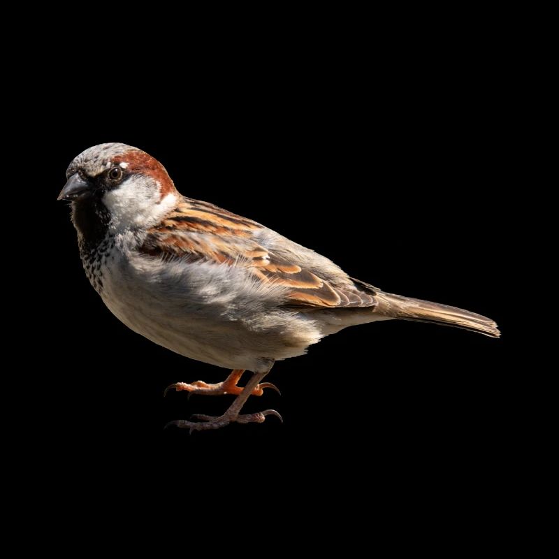 sparrow