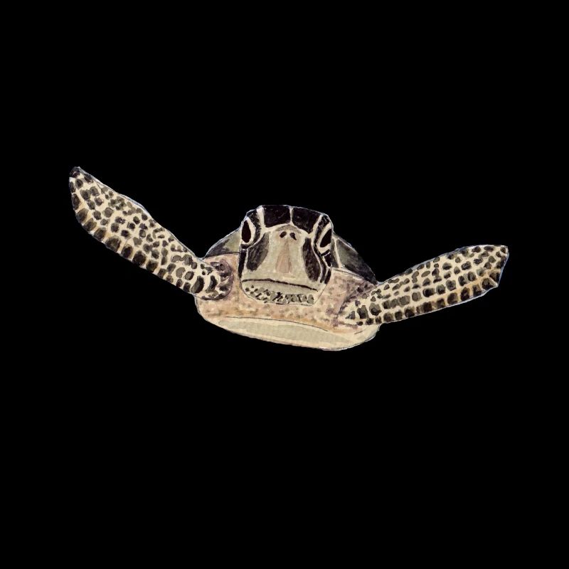 turtle 2