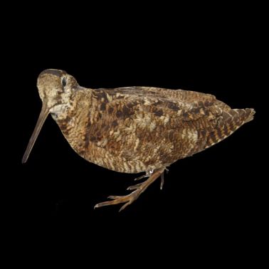 La beccaccia per cacciatore