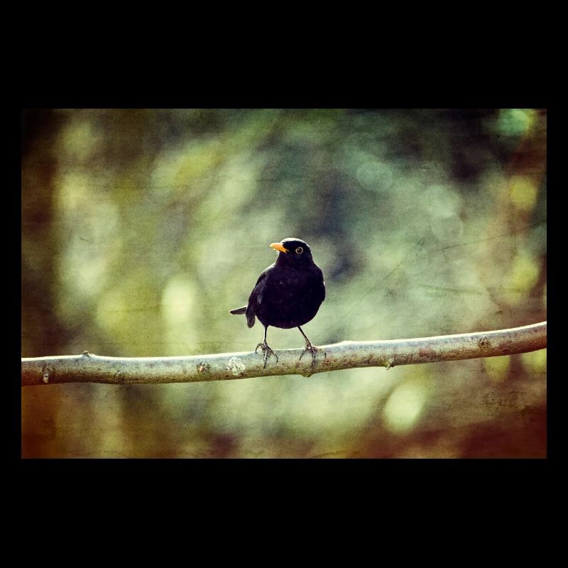 Die Amsel