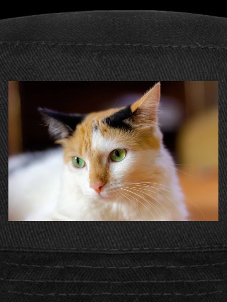 le chat au doux regard