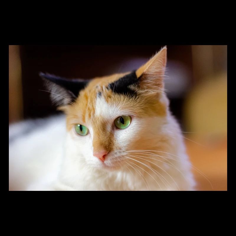 le chat au doux regard