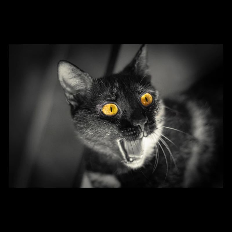 mon drôle de chat