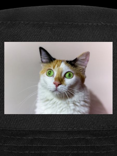 the cat