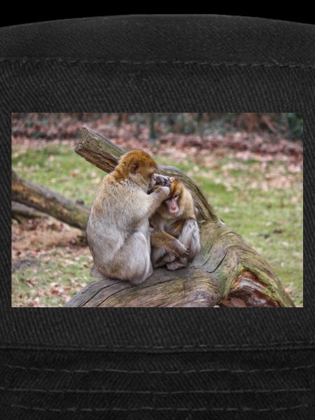 Berberaffen (Macaca sylvanus)