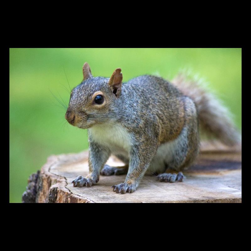 Grey squirrel Grauhörnchen Sciurus carolinensis