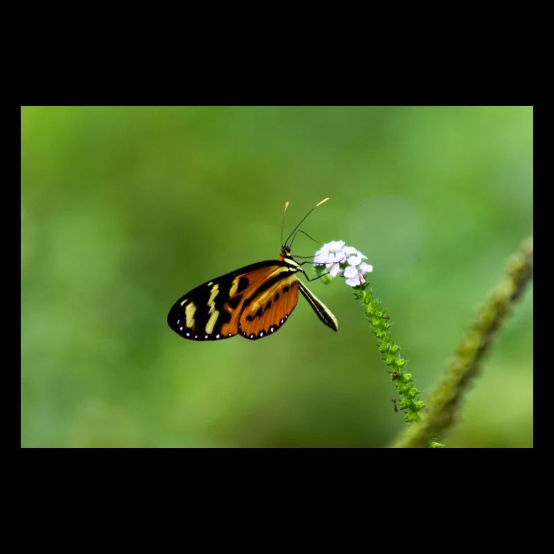 butterfly