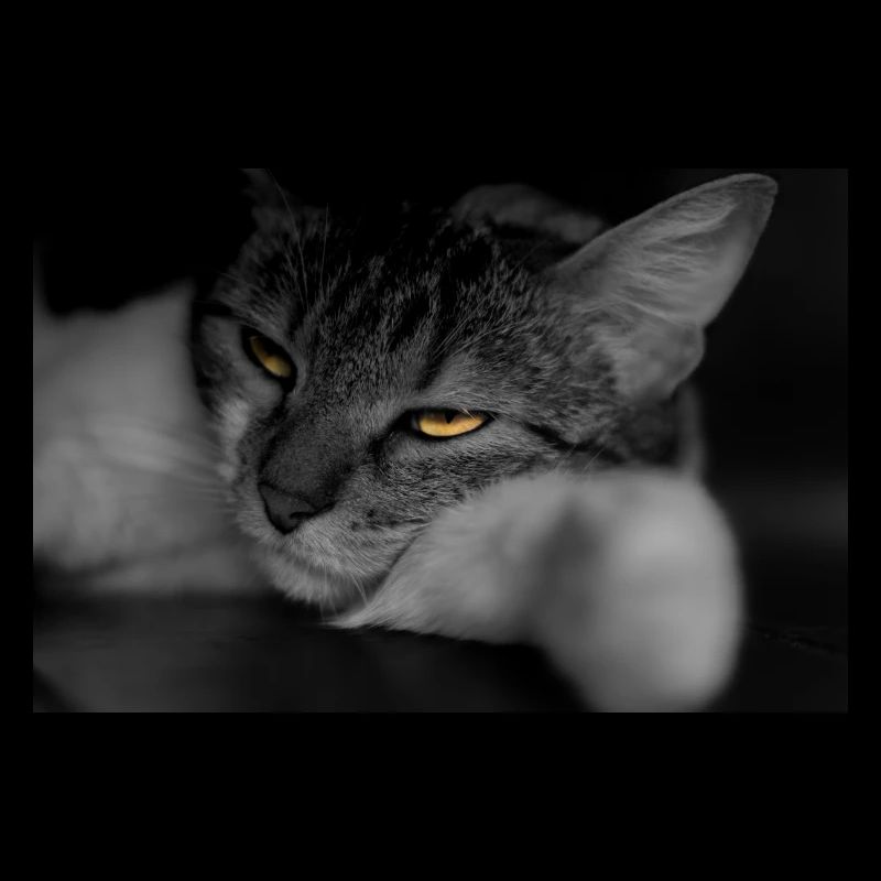 le chat au regard terrible