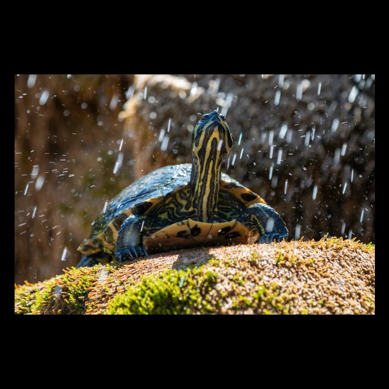 Gelbbauch-Slider Trachemys scripta scripta
