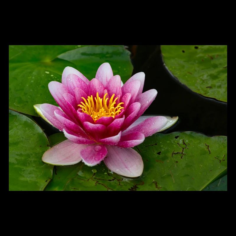 Nénuphar