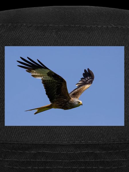 Red kite in flight