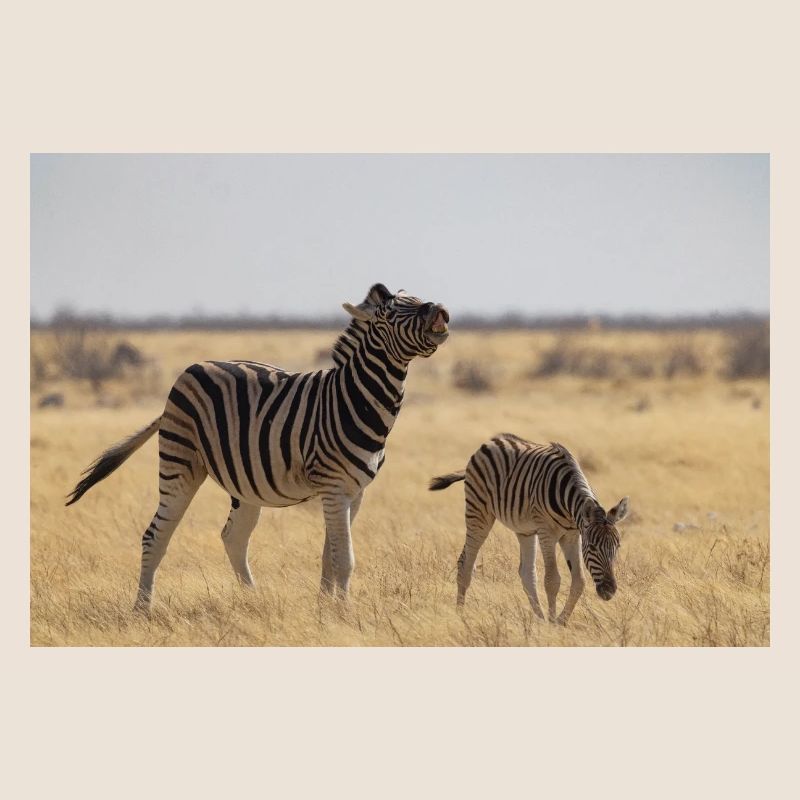 Zebras