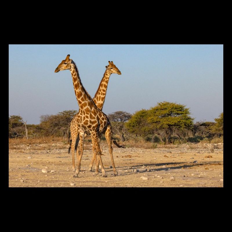 Girafes