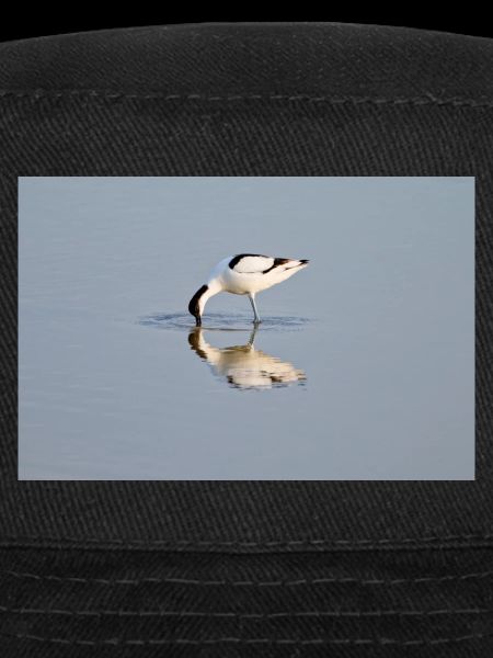 Avocets Hunting