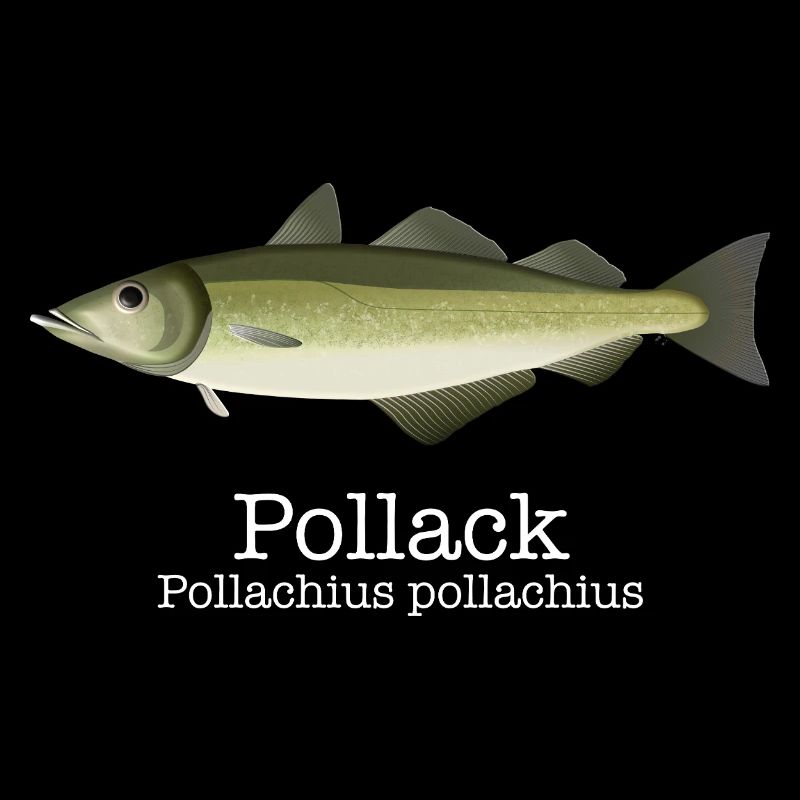 Pollack - der Trendfisch mit Schriftzug