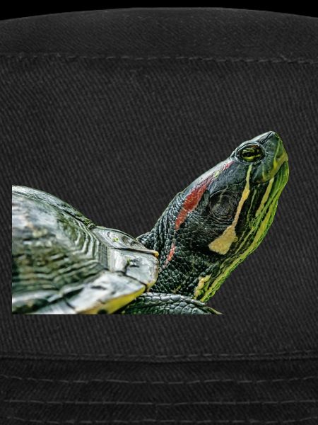 turtle tortoise
