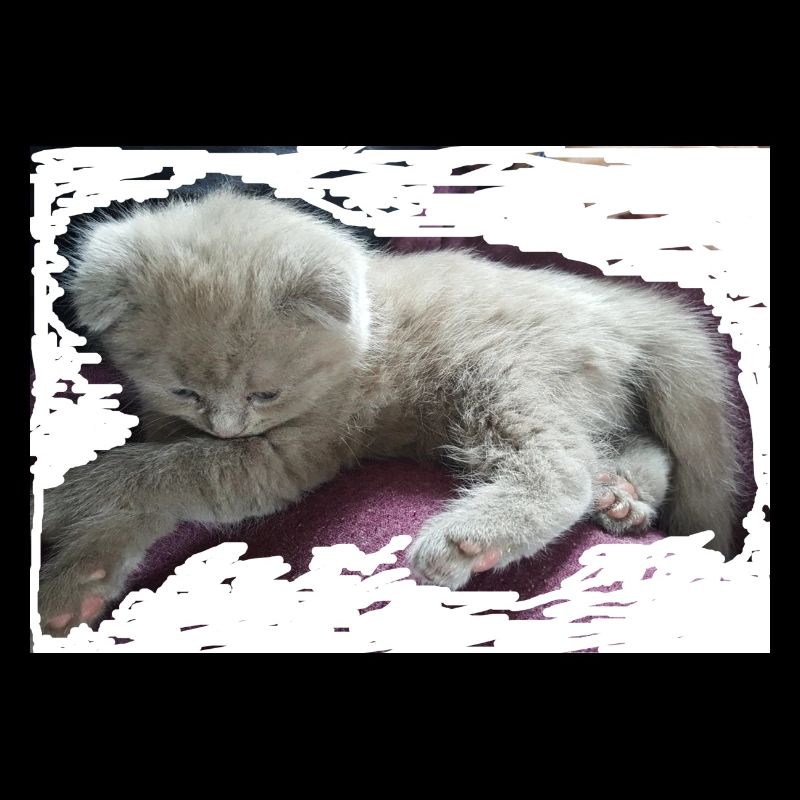 chat