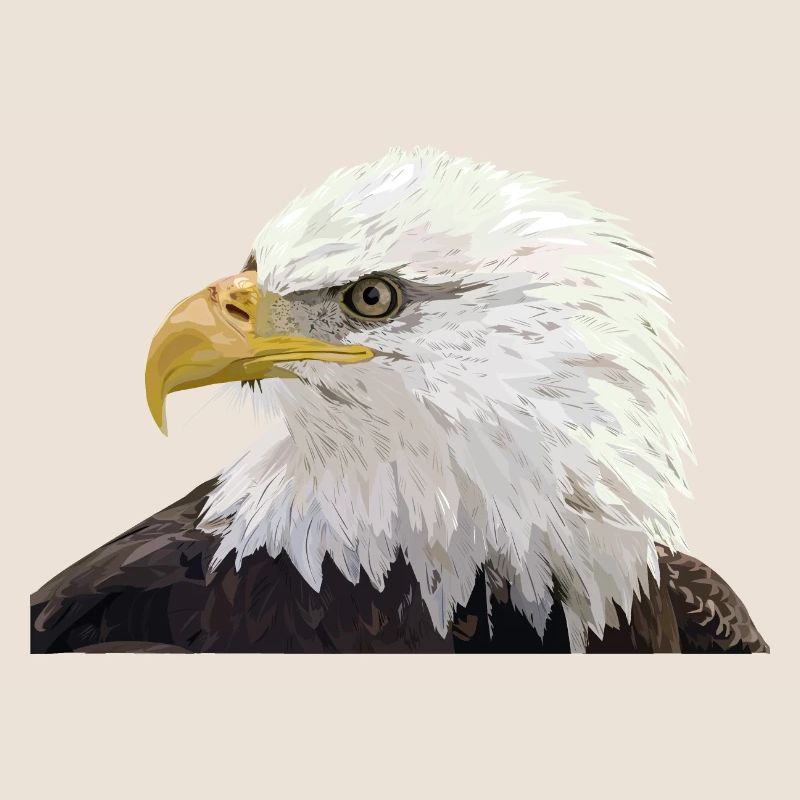 Bald eagle