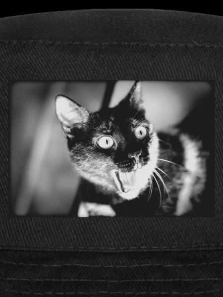 mon drôle de chat