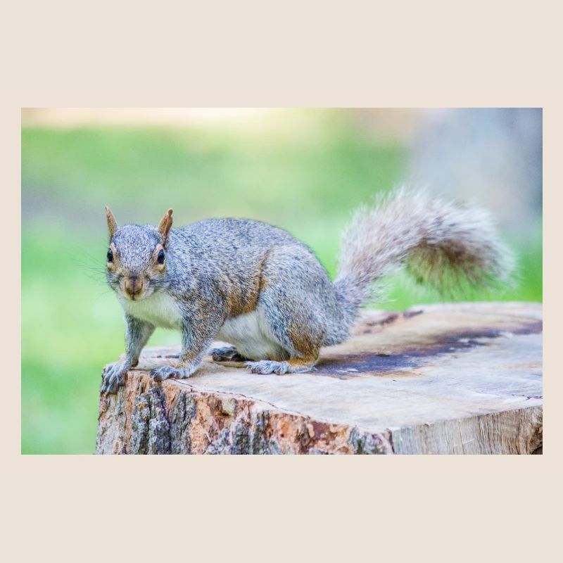 Écureuil gris Grauhörnchen Sciurus carolinensis