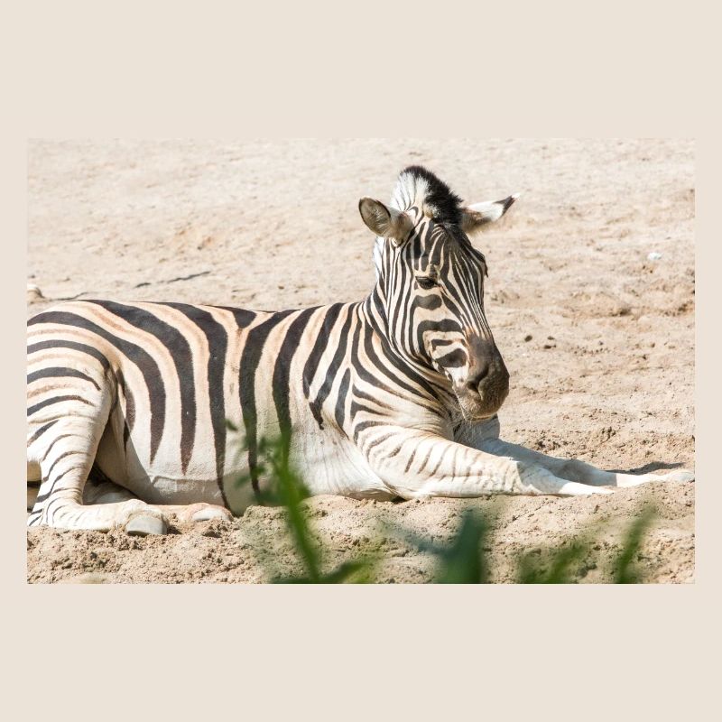 Zebra (auf Deutsch Zebra oder Zebras) Hippotigris