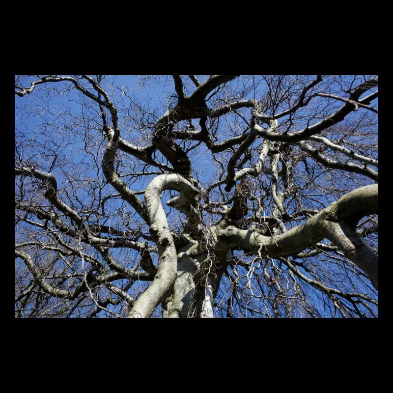 Kahler Baum