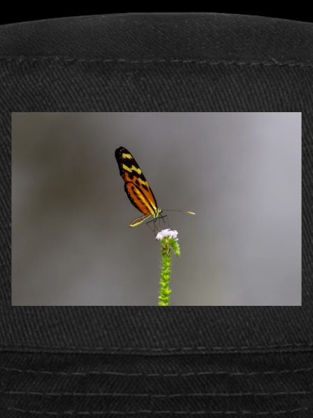 le papillon sur la fleur