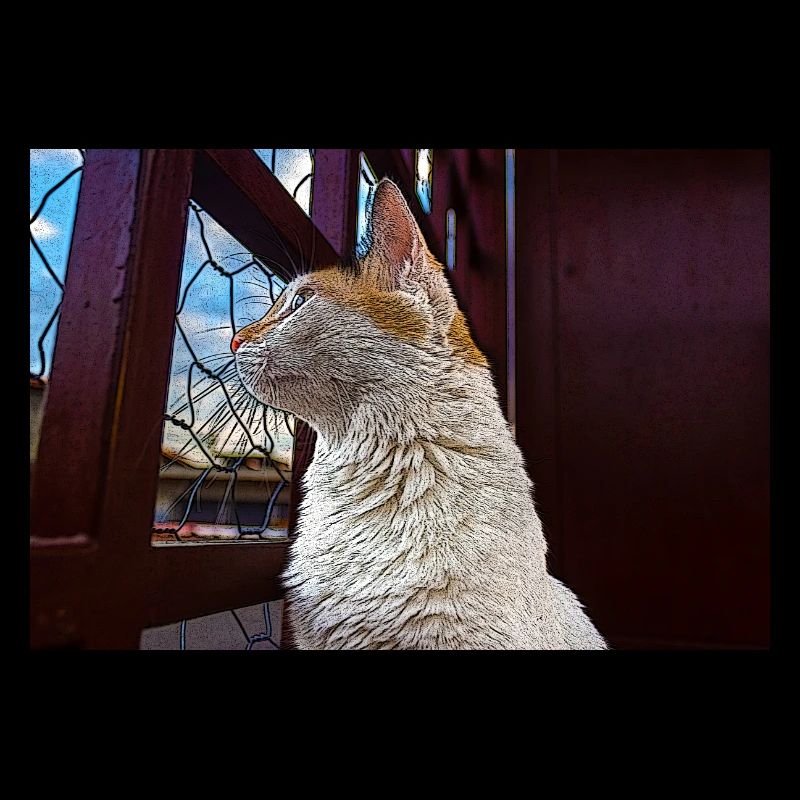 le chat