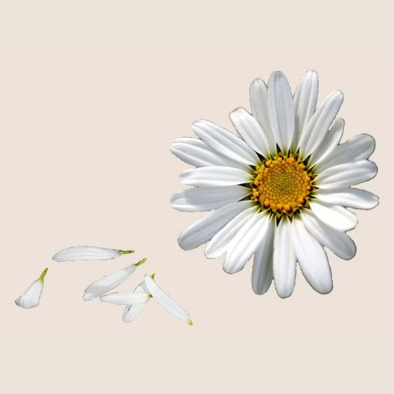 Gänseblümchen