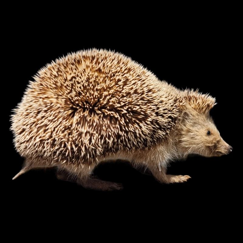 Igel
