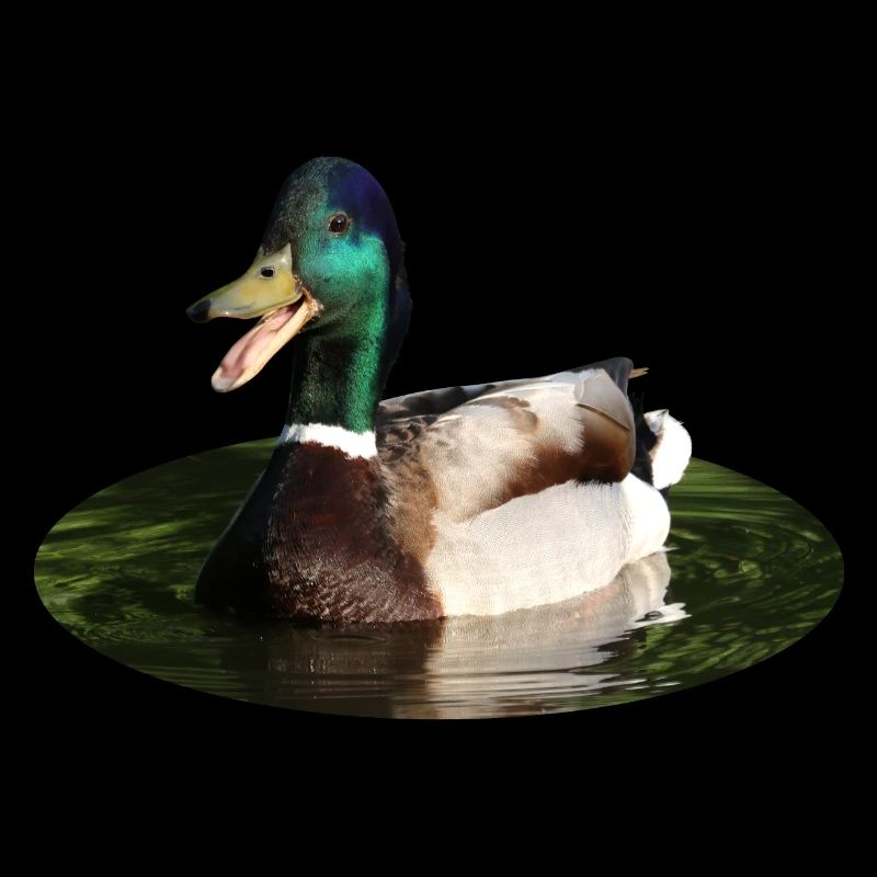 Canard colvert