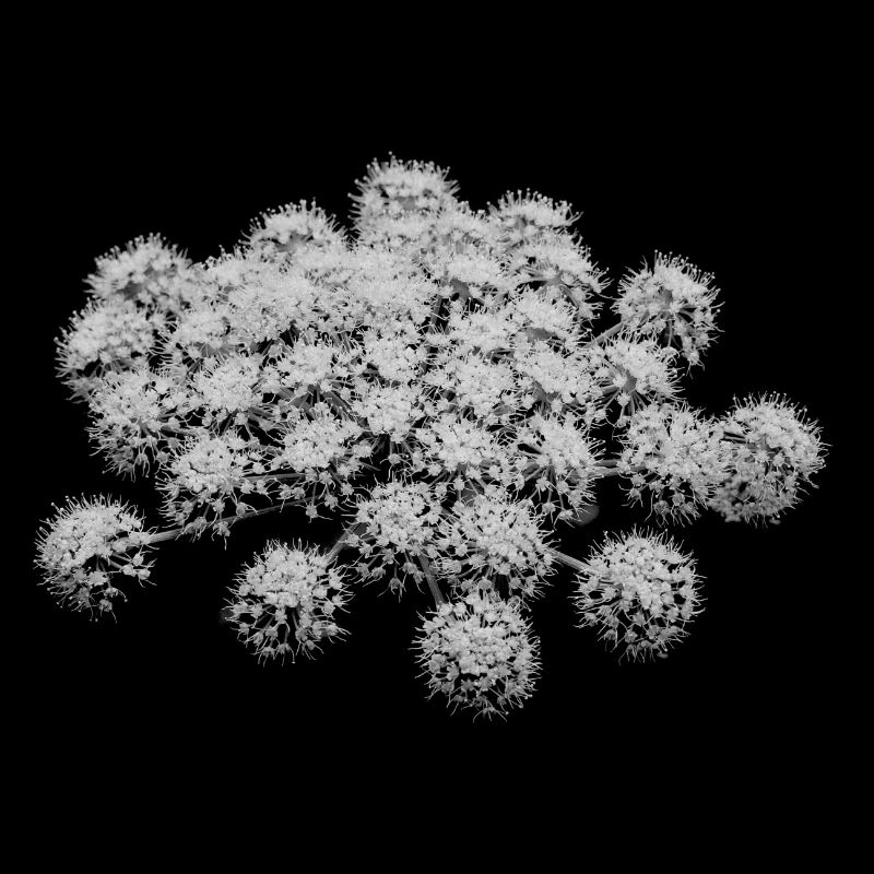 Feux d’artifice de fleurs