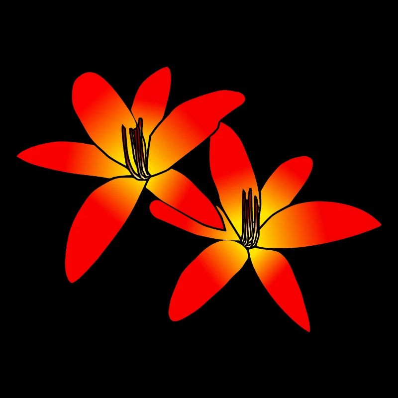 merveilleux lys orange, fleurs, lis