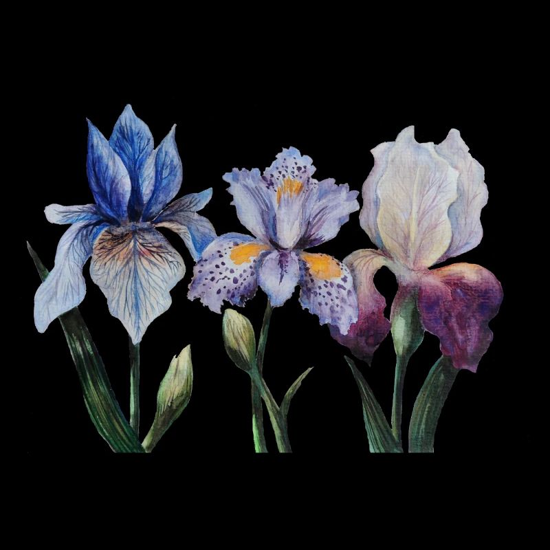Iris Blumen