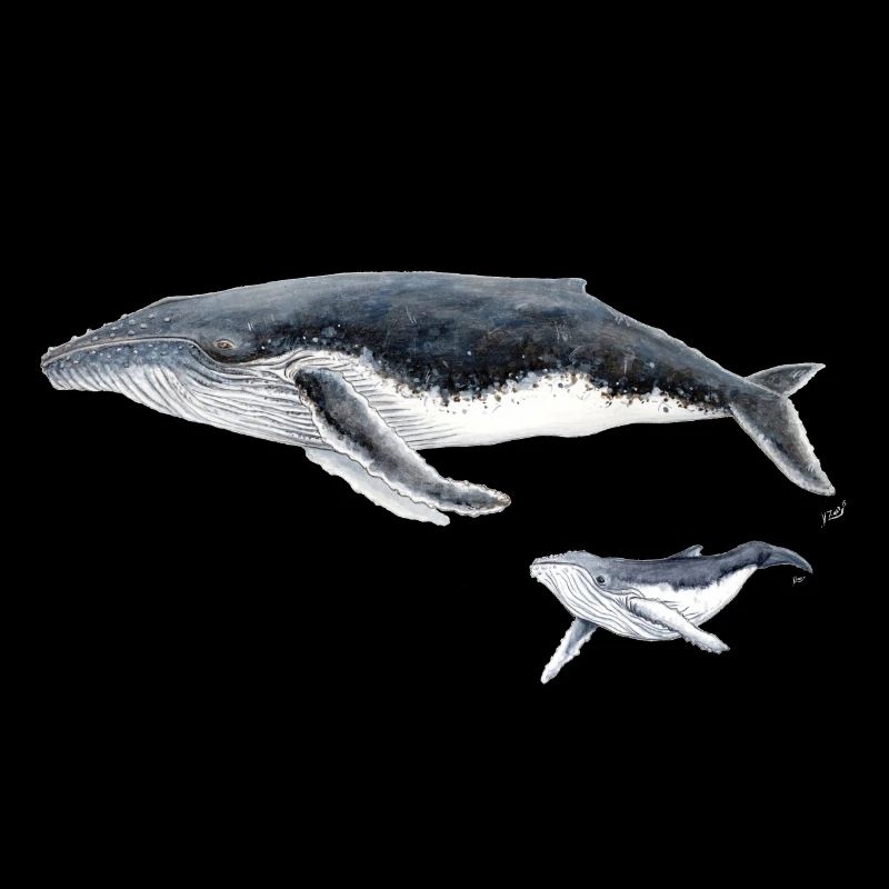 Baleine à bosse avec bébé baleine megaptera