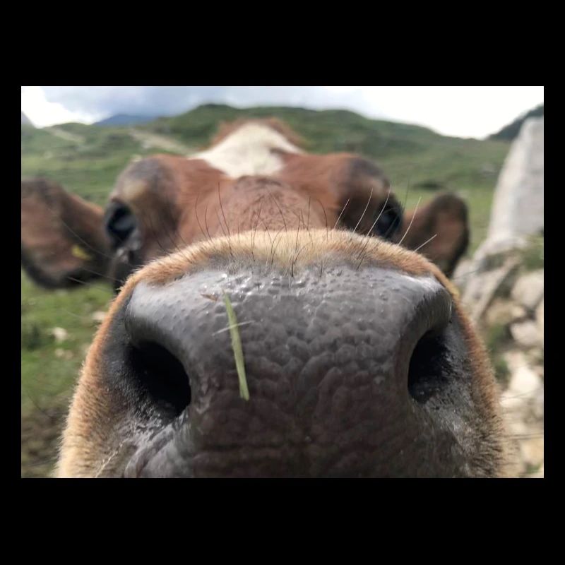 Cow nose