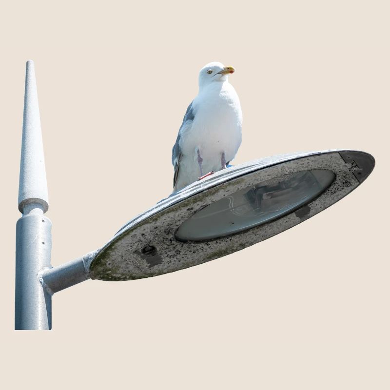 Möwe auf einer Lampe Post