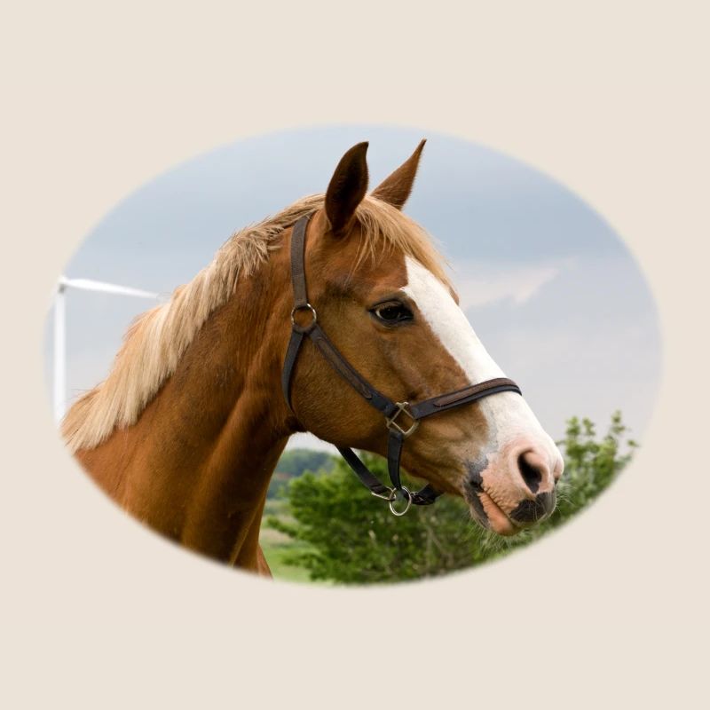 Cheval. Cheval.