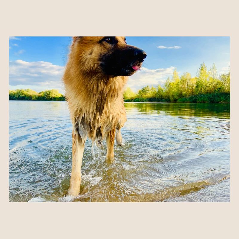 Altdeutscher Schäferhund