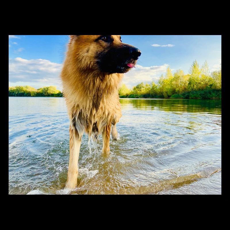 Altdeutscher Schäferhund