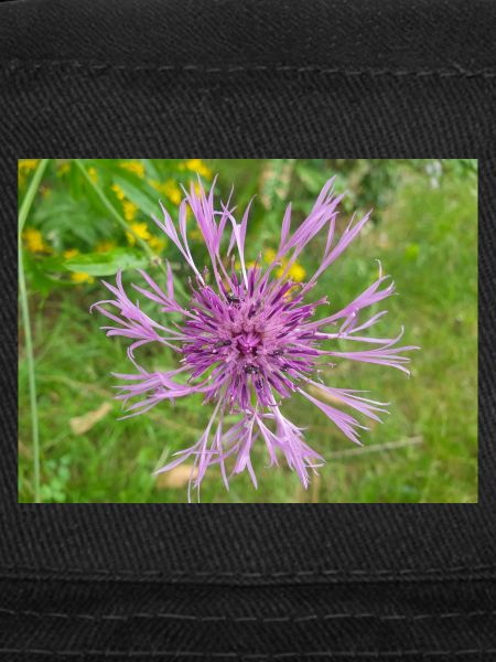 centaurée aussi centaurea Skabiosen-Flocken