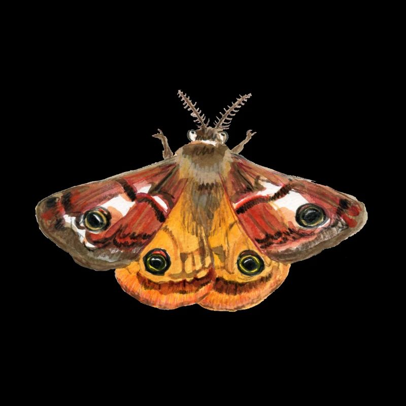 emperor moth