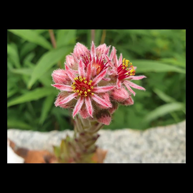 liveforever also hen and chicks Sempervivum