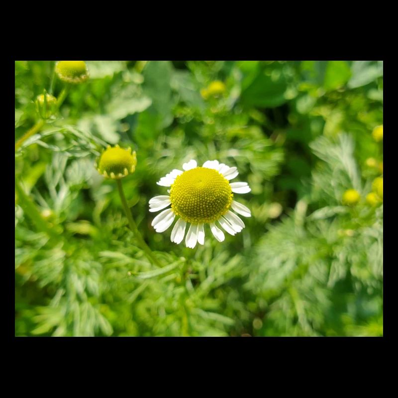 chamomile also kamilla (in german Echte Kamille)
