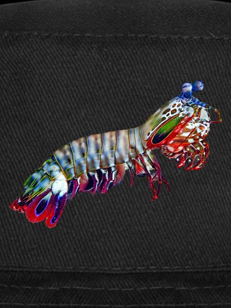 Mantis-Shrimp