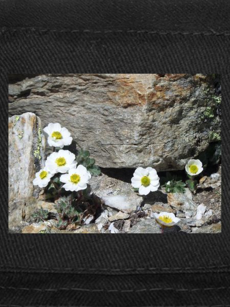 Alpine flowers