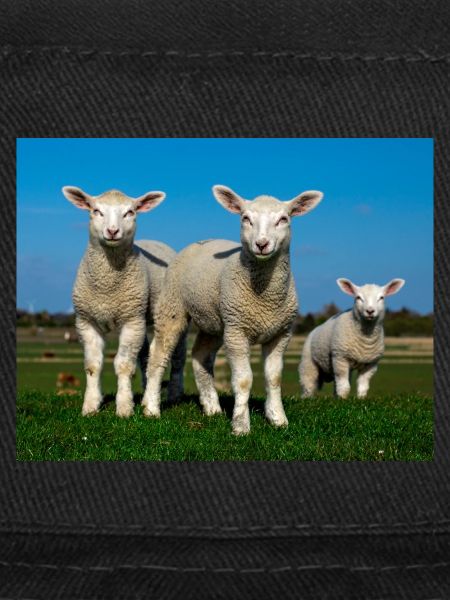 lambs in the pasture