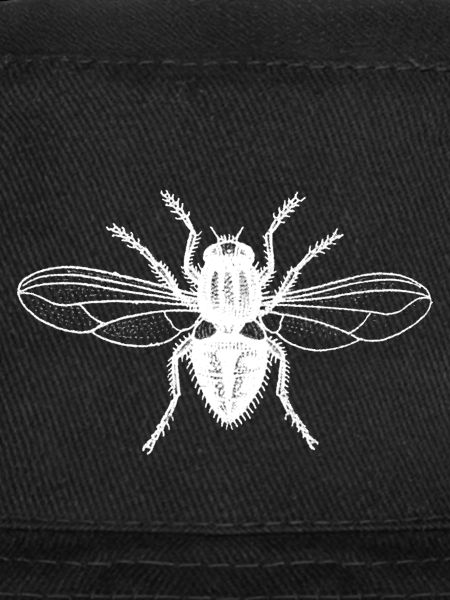 Mouche blanche