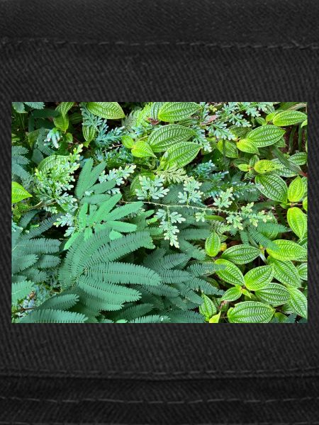 Tropical Plant Package